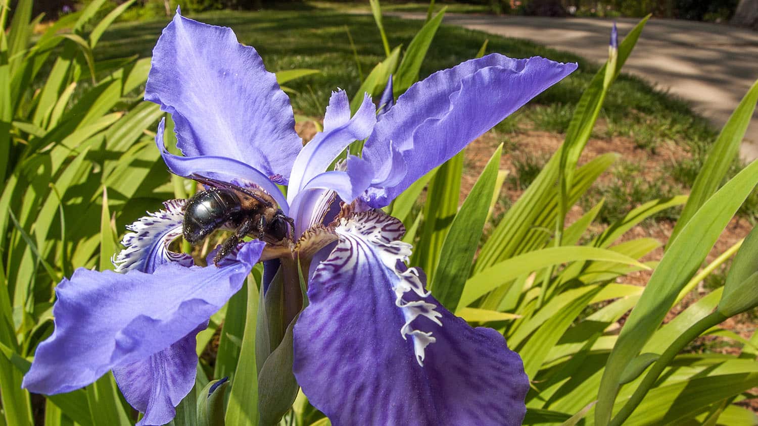 a carpenter bee rests on the petals of an iris